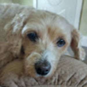 Meet your Posher, Paula